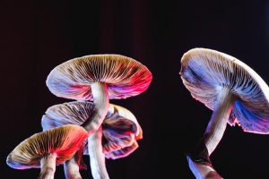 Magic mushroom dispensary