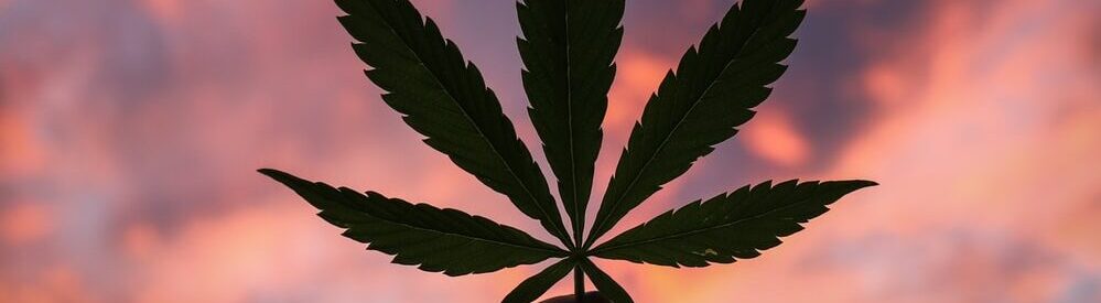 Cannabis Shopping Reviews | Online Dispensary For Canadian Mushrooms